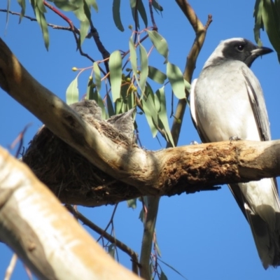 Coracina novaehollandiae (Black-faced Cuckooshrike) at Bruce, ACT - 26 Dec 2018 by KumikoCallaway