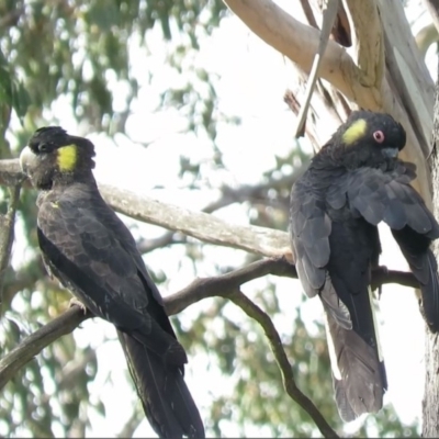 Zanda funerea (Yellow-tailed Black-Cockatoo) at Carwoola, NSW - 9 Dec 2018 by KumikoCallaway