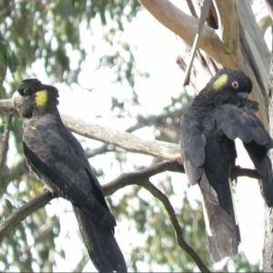 Zanda funerea at Carwoola, NSW - 9 Dec 2018