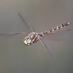 Adversaeschna brevistyla (Blue-spotted Hawker) at Jerrabomberra Wetlands - 3 Jan 2019 by WarrenRowland