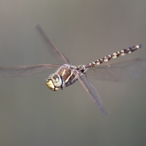 Adversaeschna brevistyla at Fyshwick, ACT - 3 Jan 2019 04:20 PM