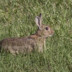 Oryctolagus cuniculus (European Rabbit) at Jerrabomberra Wetlands - 3 Jan 2019 by WarrenRowland