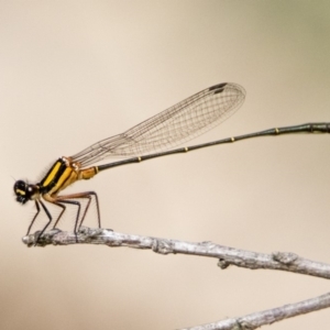 Nososticta solida at Fyshwick, ACT - 3 Jan 2019