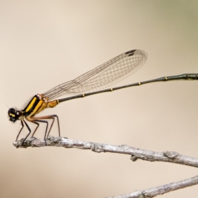 Nososticta solida (Orange Threadtail) at Fyshwick, ACT - 3 Jan 2019 by WarrenRowland