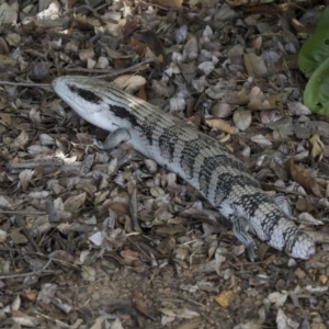 Tiliqua scincoides scincoides at Kingston, ACT - 3 Jan 2019