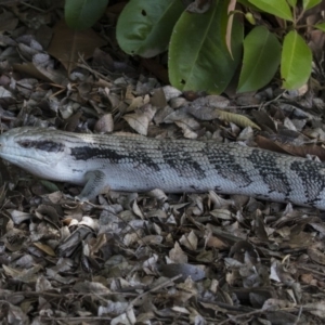 Tiliqua scincoides scincoides at Kingston, ACT - 3 Jan 2019