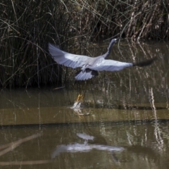 Egretta novaehollandiae (White-faced Heron) at Lake Burley Griffin Central/East - 3 Jan 2019 by Alison Milton