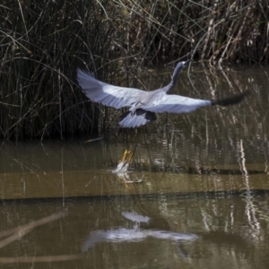 Egretta novaehollandiae at Kingston, ACT - 3 Jan 2019 01:35 PM