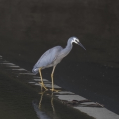 Egretta novaehollandiae at Kingston, ACT - 3 Jan 2019 01:35 PM