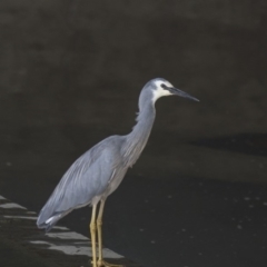 Egretta novaehollandiae at Kingston, ACT - 3 Jan 2019 01:35 PM