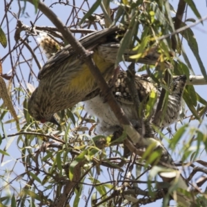 Anthochaera carunculata at Fyshwick, ACT - 3 Jan 2019 12:17 PM