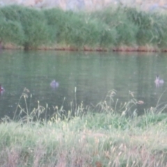 Aythya australis (Hardhead) at Fyshwick Sewerage Treatment Plant - 3 Jan 2019 by tom.tomward@gmail.com