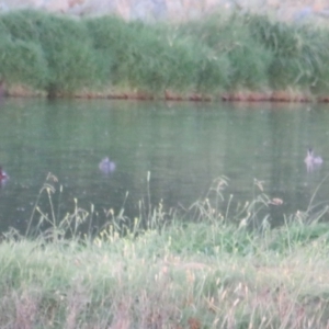 Aythya australis at Fyshwick Sewerage Treatment Plant - 3 Jan 2019 07:30 PM