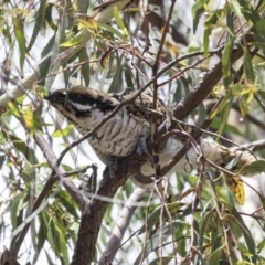 Eudynamys orientalis (Pacific Koel) at Jerrabomberra Wetlands - 3 Jan 2019 by AlisonMilton