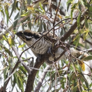 Eudynamys orientalis at Fyshwick, ACT - 3 Jan 2019