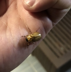 Cyclocephala signaticollis (Argentinian scarab) at Watson, ACT - 2 Jan 2019 by AaronClausen