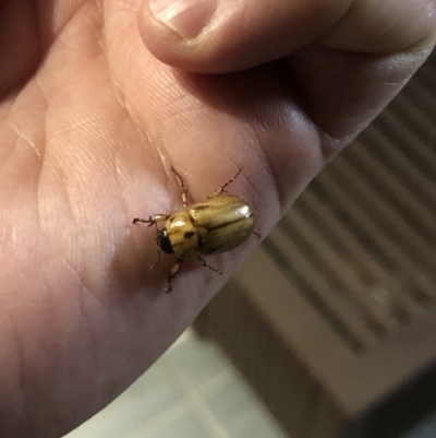 Cyclocephala signaticollis (Argentinian scarab) at Watson, ACT - 2 Jan 2019 by AaronClausen