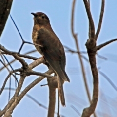 Cacomantis flabelliformis (Fan-tailed Cuckoo) at Fyshwick, ACT - 3 Jan 2019 by RodDeb