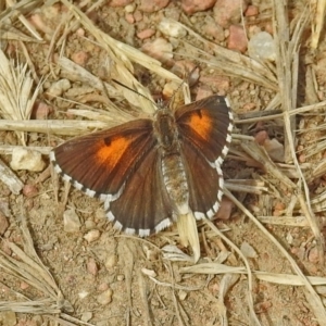 Lucia limbaria at Fyshwick, ACT - 3 Jan 2019 09:33 AM