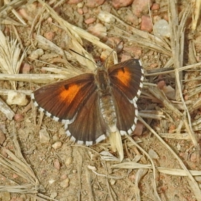 Lucia limbaria (Chequered Copper) at Jerrabomberra Wetlands - 2 Jan 2019 by RodDeb