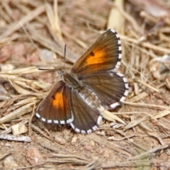 Lucia limbaria at Fyshwick, ACT - 3 Jan 2019