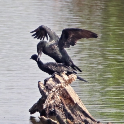 Phalacrocorax sulcirostris (Little Black Cormorant) at Jerrabomberra Wetlands - 2 Jan 2019 by RodDeb