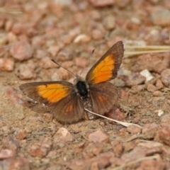 Lucia limbaria (Chequered Copper) at Fyshwick, ACT - 2 Jan 2019 by RodDeb