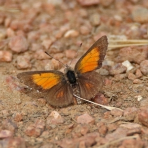 Lucia limbaria at Fyshwick, ACT - 3 Jan 2019 09:31 AM