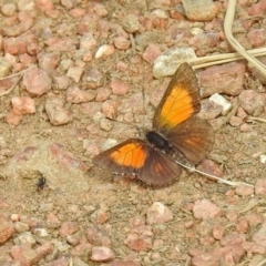 Lucia limbaria at Fyshwick, ACT - 3 Jan 2019 09:31 AM