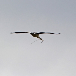 Anhinga novaehollandiae at Fyshwick, ACT - 3 Jan 2019