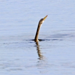 Anhinga novaehollandiae at Fyshwick, ACT - 3 Jan 2019 10:03 AM