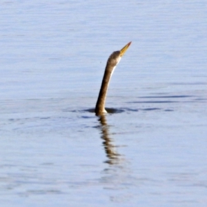 Anhinga novaehollandiae at Fyshwick, ACT - 3 Jan 2019