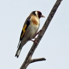 Carduelis carduelis (European Goldfinch) at Fyshwick, ACT - 3 Jan 2019 by RodDeb