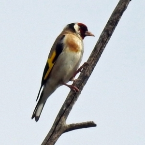 Carduelis carduelis at Fyshwick, ACT - 3 Jan 2019 08:55 AM