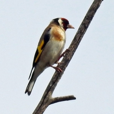 Carduelis carduelis (European Goldfinch) at Jerrabomberra Wetlands - 2 Jan 2019 by RodDeb