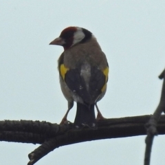 Carduelis carduelis at Fyshwick, ACT - 3 Jan 2019 08:55 AM