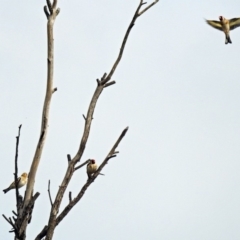 Carduelis carduelis at Fyshwick, ACT - 3 Jan 2019