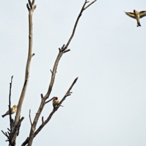 Carduelis carduelis at Fyshwick, ACT - 3 Jan 2019 08:55 AM