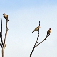 Carduelis carduelis at Fyshwick, ACT - 3 Jan 2019