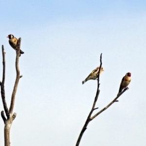 Carduelis carduelis at Fyshwick, ACT - 3 Jan 2019 08:55 AM