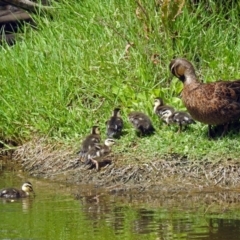 Anas superciliosa (Pacific Black Duck) at Fyshwick, ACT - 2 Jan 2019 by RodDeb