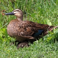 Anas superciliosa at Fyshwick, ACT - 3 Jan 2019