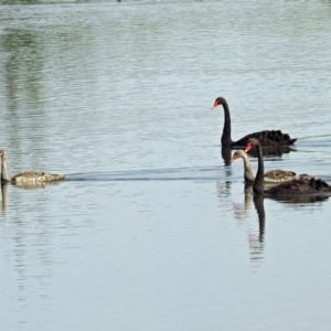 Cygnus atratus at Fyshwick, ACT - 3 Jan 2019 09:43 AM