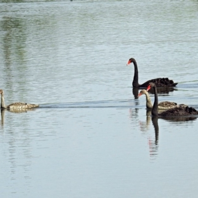 Cygnus atratus (Black Swan) at Jerrabomberra Wetlands - 2 Jan 2019 by RodDeb