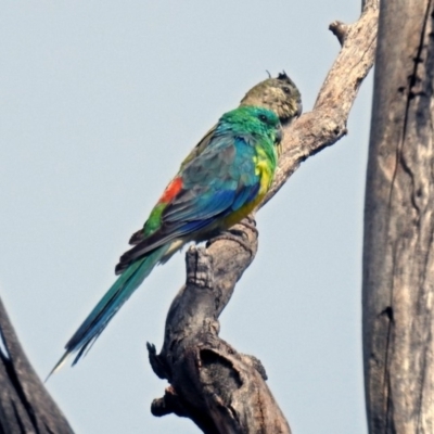 Psephotus haematonotus (Red-rumped Parrot) at Jerrabomberra Wetlands - 2 Jan 2019 by RodDeb