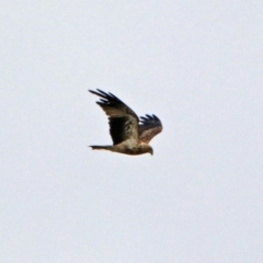 Haliastur sphenurus (Whistling Kite) at Fyshwick, ACT - 3 Jan 2019 by RodDeb