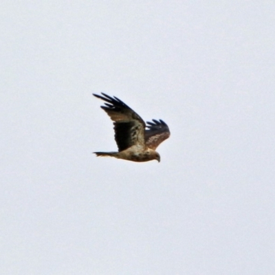 Haliastur sphenurus (Whistling Kite) at Fyshwick, ACT - 3 Jan 2019 by RodDeb