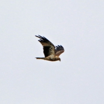 Haliastur sphenurus (Whistling Kite) at Jerrabomberra Wetlands - 2 Jan 2019 by RodDeb
