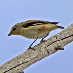 Pardalotus striatus (Striated Pardalote) at Fyshwick, ACT - 3 Jan 2019 by RodDeb