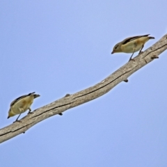 Pardalotus striatus at Fyshwick, ACT - 3 Jan 2019 08:56 AM